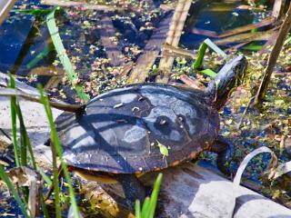 IMG 4879