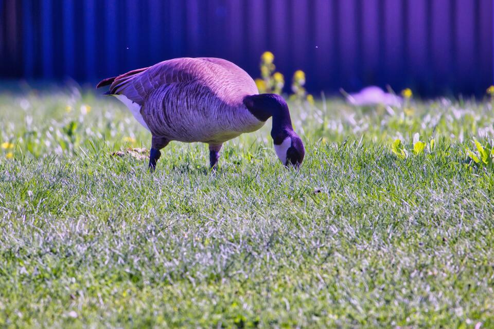 IMG 4679 72