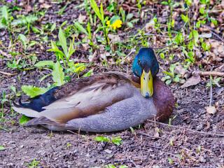 IMG 4362 28
