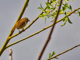 IMG 4403 69