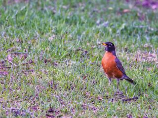 IMG 4441 107