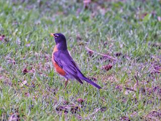 IMG 4462 128
