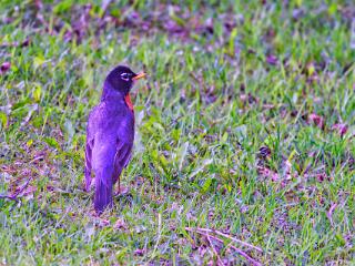 IMG 4479 145