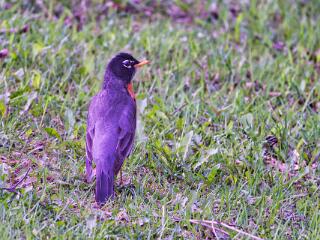 IMG 4481 147