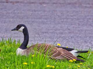IMG 4510 176
