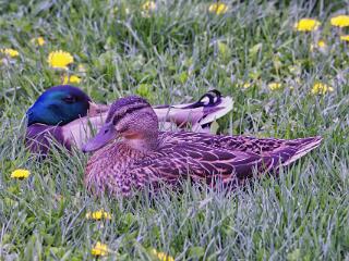 IMG 4518 184