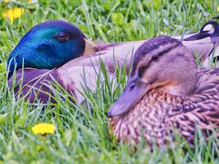 IMG 4523 189