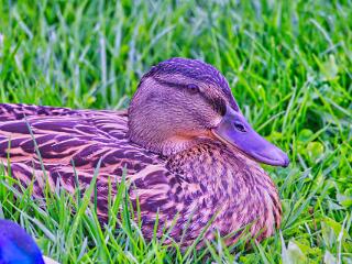 IMG 4527 193