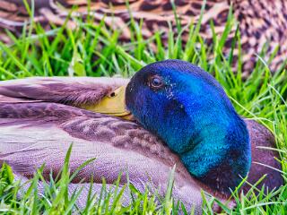 IMG 4535 201
