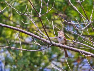 IMG 4547 213