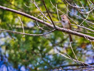 IMG 4551 217