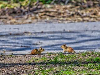 IMG 4610 11