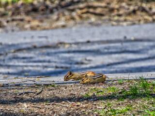 IMG 4615 16
