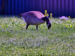 IMG 4680 73