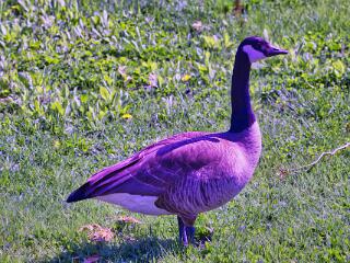 IMG 4699 90
