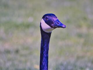 IMG 4708 99