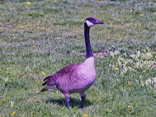 IMG 4710 101