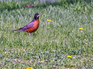 IMG 4715 106